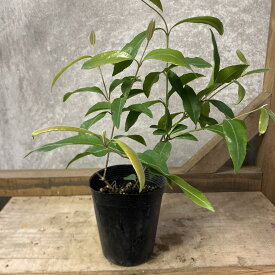 常緑低木　ハーブ　レモンマートル