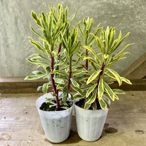  A؁@[tHrA@AXRbgC{[@2|bgset