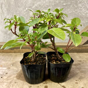 Ԗ ؁@ro[i CuvCX@eBkX@2|bgset