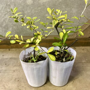 Β؁@RLA@CG[_[@2|bgset