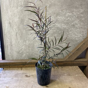 c؁@[Ji[Jj ASjX@ubNeC