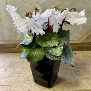 �ԕc�@�~�j�V�N�������@�X����