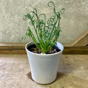 �����A���@�A���u�J �X�s�����X �t���Y���V�Y��