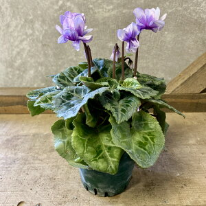 �ԕc�@�V�N�������@�T�t�@�C�A