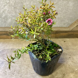 庭木 植木　苗木　ギョリュウバイ　茜むすび