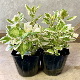 観葉植物 ハーブ　斑入り プレクトランサス　ミントリーフ　2ポットset