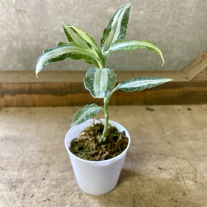 WGI[Lbh@AXshMl AQeBA Η