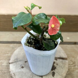 ユーフォルビア トゲなし花キリン レッドスマイル