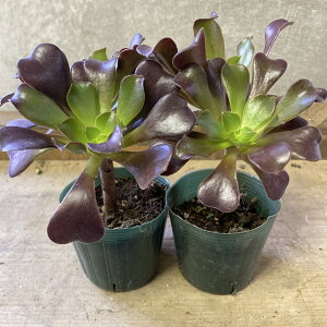 A@AGIjE@JV~oCIbg@2|bgset