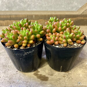 �����A���@�Z�_���@���̋ʁ@2�|�b�gset