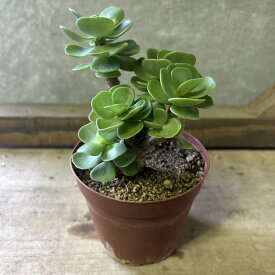 多肉植物　モロコエンシス（多幸寿）
