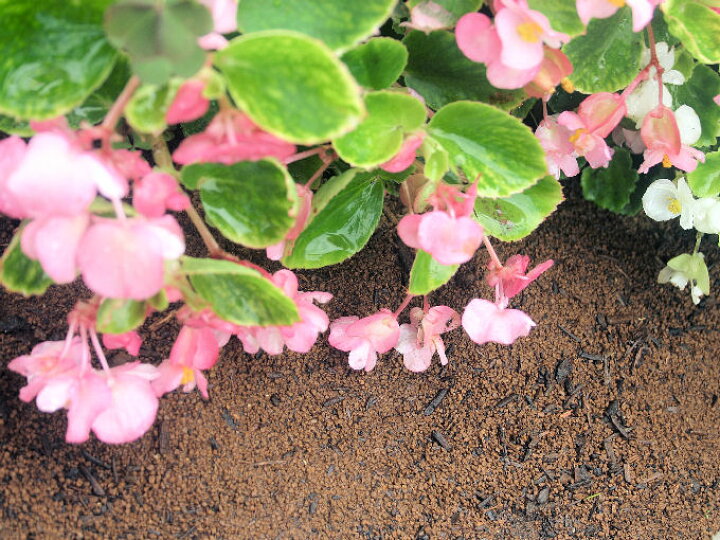 楽天市場 家庭菜園 贅沢な赤玉土の 菜園 花壇の土 15l 3袋セット 培養土 赤玉土 堆肥 有機 家庭菜園 園芸 用土 土 園芸用土のイワモト 楽天市場 家庭菜園 贅沢な赤玉土の 菜園 花壇の土 15l 3袋セット 培養土 赤玉土 堆肥 有機 家庭菜園 園芸 用土 土 園芸用土のイワモト