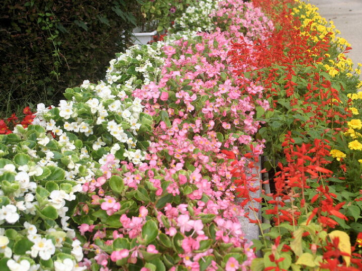 楽天市場 家庭菜園 贅沢な赤玉土の 菜園 花壇の土 15l 3袋セット 培養土 赤玉土 堆肥 有機 家庭菜園 園芸 用土 土 園芸用土のイワモト 楽天市場 家庭菜園 贅沢な赤玉土の 菜園 花壇の土 15l 3袋セット 培養土 赤玉土 堆肥 有機 家庭菜園 園芸 用土 土 園芸用土のイワモト