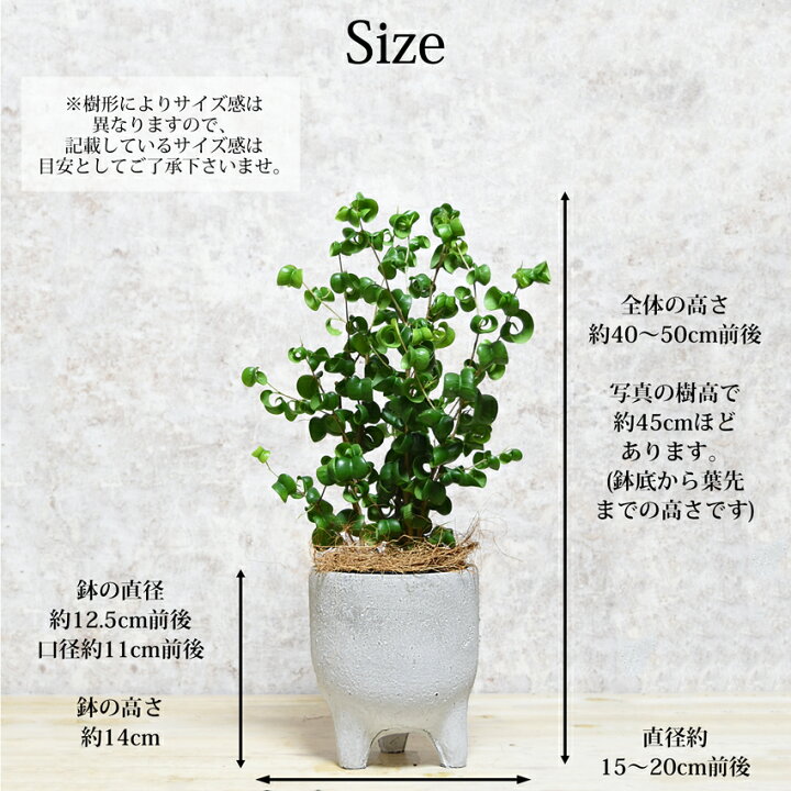 楽天市場】ベンジャミン バロック 観葉植物 おしゃれ アンティーク風 