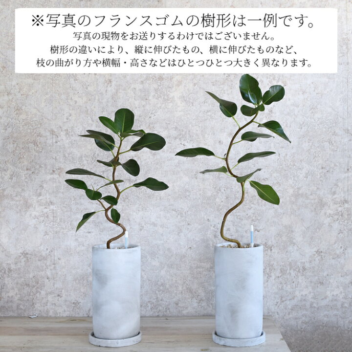 楽天市場】【水分計のサスティー付き】 フランスゴム 観葉植物 