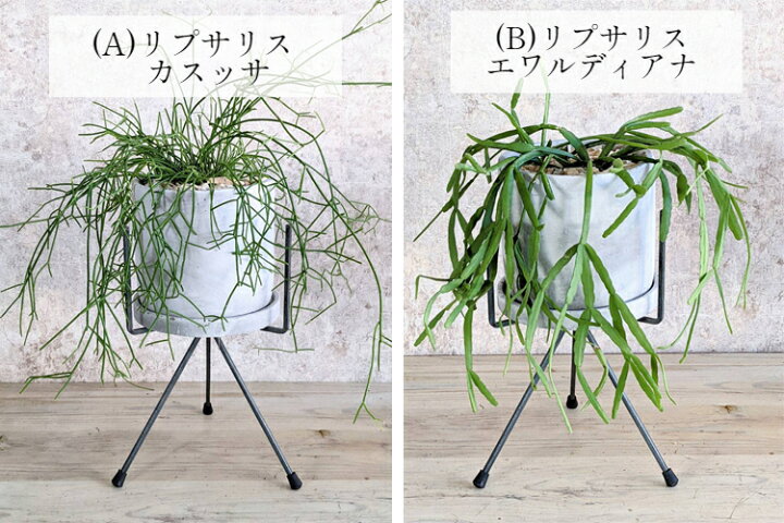 楽天市場 リプサリス エワルディアナ カスッサ 鉢植え アイアンスタンド付き アンティーク風セメント鉢 観葉植物 おしゃれ ギフト サボテン 北海道 沖縄 離島は配送不可 プランツショップorage 楽天市場 リプサリス エワルディアナ カスッサ 鉢植え アイアンスタンド付き アンティーク風セメント鉢 観葉植物 おしゃれ ギフト サボテン 北海道 沖縄 離島は配送不可 プランツショップorage