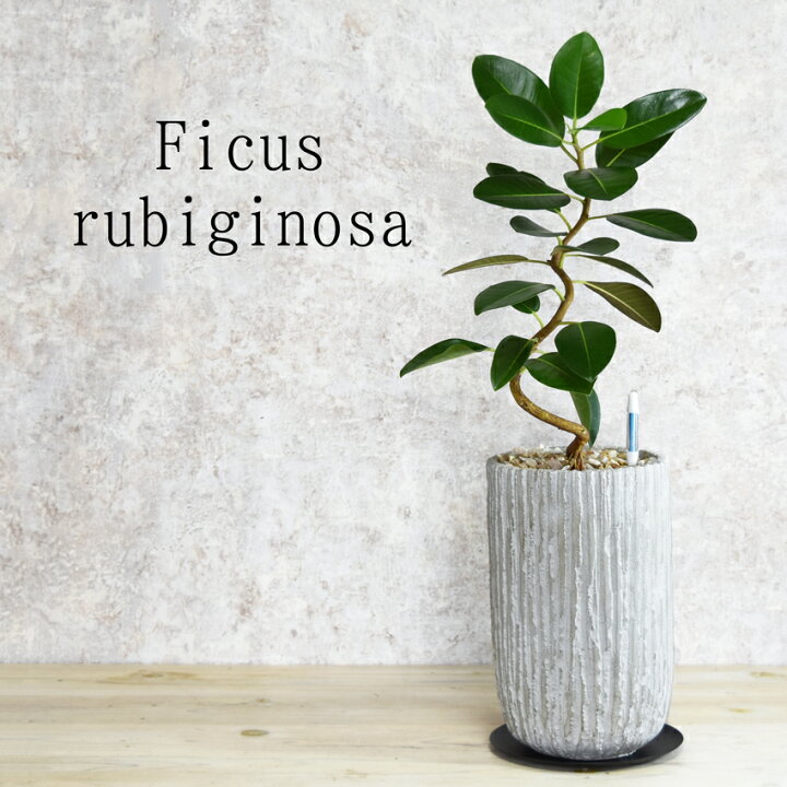 楽天市場 水分計のサスティー付き フランスゴム 観葉植物 おしゃれ 鉢植え ５営業日以内に発送 1 6 1 11は冬季休業日 3種類から選べるセメント鉢 ゴムの木 フィカス ルビギノーサ 母の日 ギフト 送料無料 北海道 沖縄 離島への配送不可 プランツ