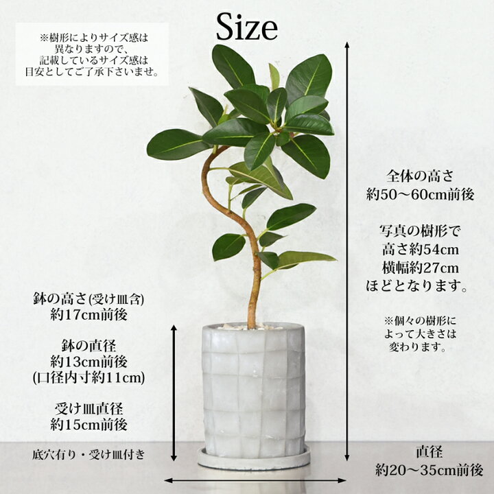 楽天市場】フランスゴムの木 観葉植物 おしゃれ 柄ありセメント鉢【5 
