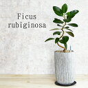 【水分計のサスティー付き】 フランスゴム 父の日 ギフト 観葉植物 おしゃれ 鉢植え 【5営業日以内に発送(土日祝は定休日)】 2種類から選べるセメント鉢 ゴムの木 フィカス ルビギノーサ 【送料無料】 ※北海道・沖縄・離島への配送不可