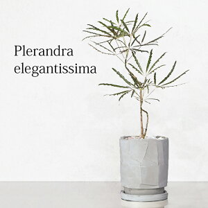 y4/13NEWiz AA O[GKX ϗtA  fUCZgy5cƓȓɔ(yj͒x)z ꌊL Mt i ̓ Mtg ؍CeA v