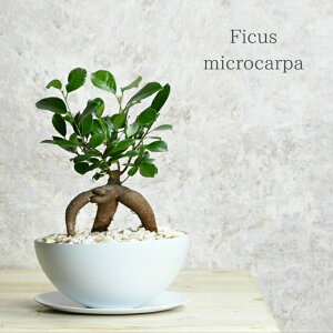 yAEgbgizKW} A ACA 󂯎Mt LY 󂠂 / K̎  ϗtA TCY pykCEEւ̂͂sz