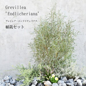 OrA Gh`FAi y܂A̓Zbgz Cc1 c2 c3 v6 K[fjO 񂹐A y5cƓȓɔz ykCEEւ̔zsz