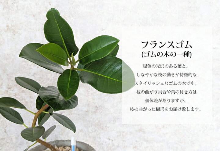 楽天市場 水分計のサスティー付き フランスゴム 観葉植物 おしゃれ 鉢植え ５営業日以内に発送 3種類から選べるセメント鉢 ゴムの木 フィカス ルビギノーサ 母の日 ギフト 送料無料 北海道 沖縄 離島への配送不可 プランツショップorage