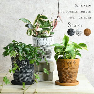観葉植物 ホヤの人気商品 通販 価格比較 価格 Com