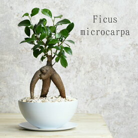楽天市場 プレゼント 男性 観葉植物 花 観葉植物 花 ガーデン Diyの通販