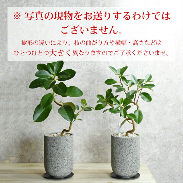 楽天市場 水分計のサスティー付き フランスゴム 観葉植物 おしゃれ 鉢植え ５営業日以内に発送 3種類から選べるセメント鉢 ゴムの木 フィカス ルビギノーサ 母の日 ギフト 送料無料 北海道 沖縄 離島への配送不可 プランツショップorage