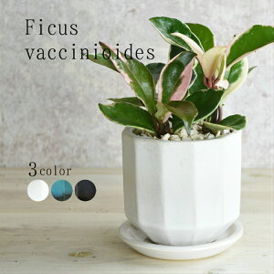 yMyāz z Jm[T A Y 픫 TN ϗtA  ̓ Mtg zCg u[ ubN TCY v[g 蕨 y5cƓȓɔ(yj͒x