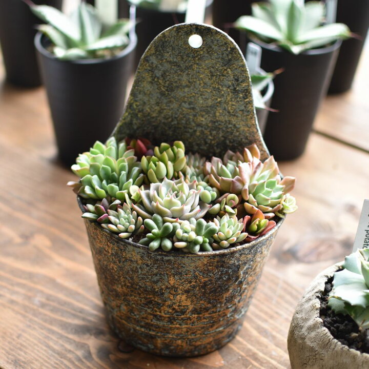 楽天市場】鉢カバー 北欧 モダン 植木鉢 おしゃれ 脚付き セラミック 陶器 室内陶器 鉢 プランター 鉢カバー おすすめ stem 底穴無し 観葉植物  インテリア 癒し リビング 移転祝い 開店祝い プレゼント夏ギフト お中元 : 花ごころ 楽天市場店 植木鉢カバープランター Tasydi おしゃれ セラミック 北欧風 インテリア観葉植物 多肉植物用プランター トレイ付き底網付き 部