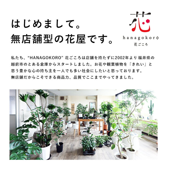 楽天市場】ユーフォルビア オベサ 2.5号 希少 種 麒麟玉 キリン玉 