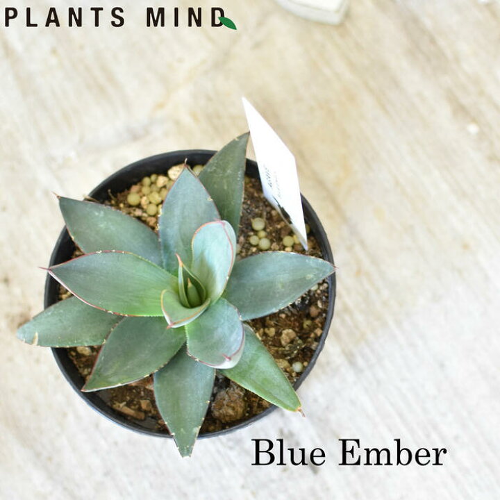 楽天市場 選べて安心 アガベ ブルーエンバー 3 5号 おしゃれ 多肉植物 観葉植物 コレクション おすすめ オシャレ インテリア 珍奇 ビザール 観葉植物の Plants Mind 花ごころ