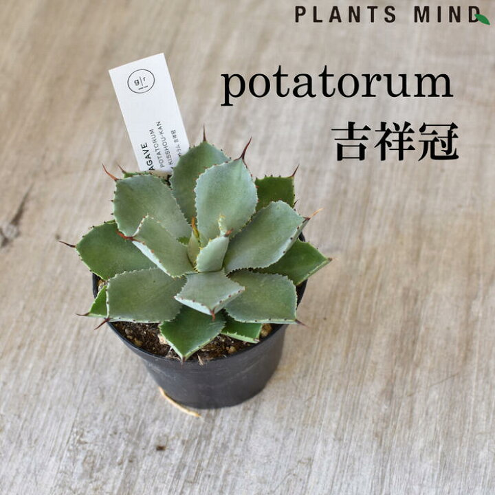 楽天市場 アガベポタトラム 吉祥冠 多肉植物 良品 観葉植物 ３ ５号 珍しい 小さい 卓上 おしゃれ コレクション インテリア 珍奇 初心者 初級 素人 花以外 移転祝い 開店祝い 観葉植物の Plants Mind 花ごころ