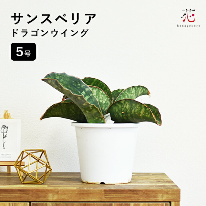 楽天市場】サンスベリア ドラゴンウィング 小さい ミニサイズ 希少 種  