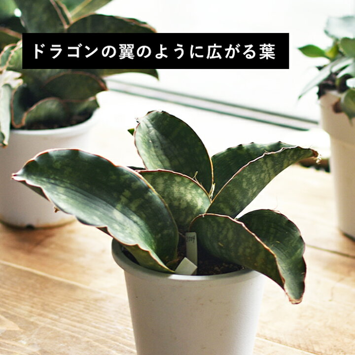 楽天市場】サンスベリア ドラゴンウィング 小さい ミニサイズ 希少 種  