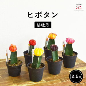 yő1000~OFFN[|yVX[p[SALEzT{e ꉲO q{^ ϗtA  TCY Zbg 킢  炭 lC      Mtg A   JXj