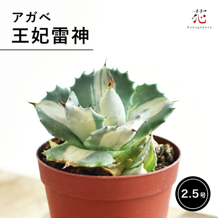 楽天市場】アガベ 王妃雷神 白中斑 2.5号 希少 斑入り 多肉植物 
