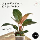 フィロデンドロン ピンクバーキン 希少 種 斑入り 3.5号 ねこチップ ネガミエル 観葉植物 おしゃれ 浅岡園芸 珍しい 品種 種類 多肉植物 卓上 小さい棚 開店祝い プレゼント ギフト夏ギフト お中元