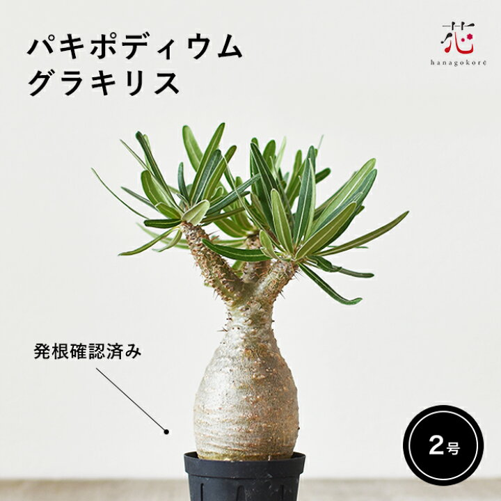 楽天市場】パキポディウム グラキリス 2号 象牙宮 現地球 希少 種 塊根  