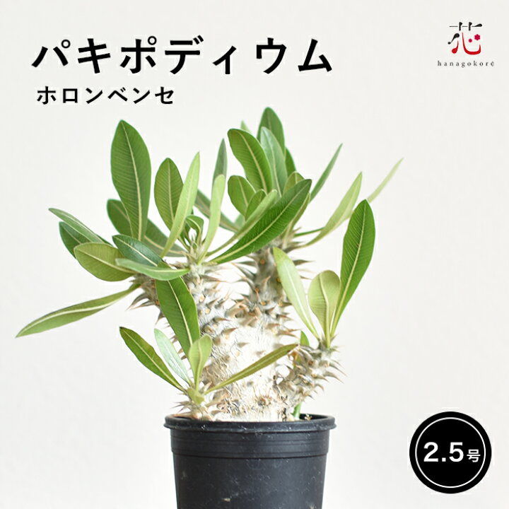 楽天市場】パキポディウム ホロンベンセ 実生 塊根植物 2.5号 