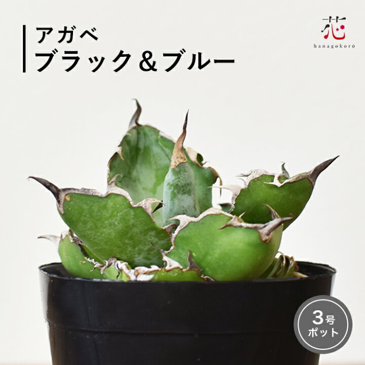 楽天市場】アガベ チタノタ ブラック アンド ブルー 特選株 3号 希少  