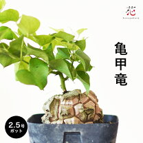 楽天市場】塊根 植物の通販