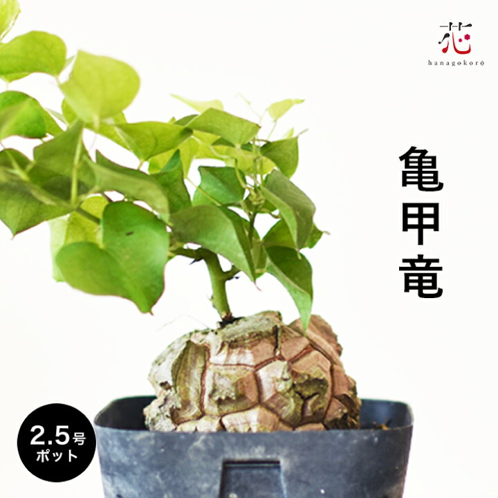 楽天市場】亀甲竜 ディオスコレア エレファンティペス 2.5号 特選株 