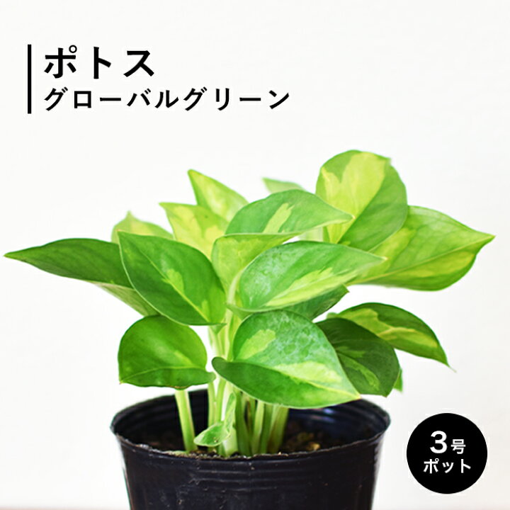 楽天市場】ポトス グローバルグリーン 斑入り 3号 浅岡園芸 観葉植物 