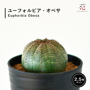 [tHrA IxT 2.5   iً L rU[ vc A ϗtA   ^  T{e   Mtg 
