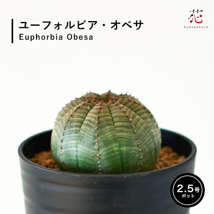 楽天市場】ユーフォルビア オベサ 2.5号 希少 種 麒麟玉 キリン玉 