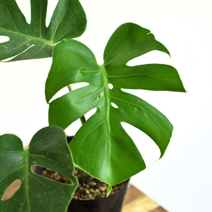 楽天市場】モンステラ デリシオーサ コンパクタ 5号 希少 種 観葉植物 