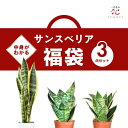 サンスベリア 福袋 3点セット アソート ローレンティー スパーバハニー グリーンハニー 4号 3.5号 観葉植物 おしゃれ 小さい ミニサイズ サンセベリア 希少 種 多肉植物 卓上 珍しい 育てやすい 移転祝い 2024 2025夏ギフト お中元